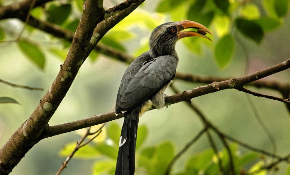 Thattekkad Bird Sanctuary
